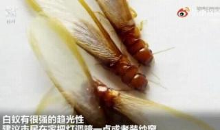 上海白蚁防治所 上海白蚁防治所